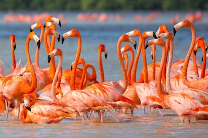 Un grupo de flamencos del Caribe en la laguna de Celestún, al noroeste de la península de Yucatán.
