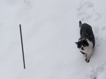 Un gato camina por la nieve, este jueves en Pedrafita do Cebreiro (Lugo).