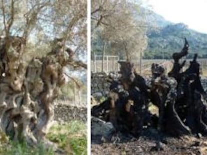 Monumental olivera de cents d’anys, feta carbó