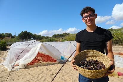 Con el método aplicado por Zaragoza, los frutos se procesan durante diez días en túneles de plástico bajo el sol de finales de agosto y sobre arena de duna.