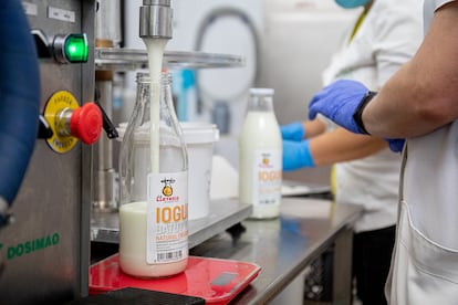 Un momento de la producción en la LLeteria Juneda