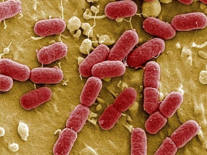 Bacterias 'Escherichia coli' vistas en el microscopio electrónico. 