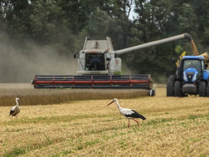 Campo de trigo cercano a la localidad ucrania de Zghurivka, en agosto pasado.