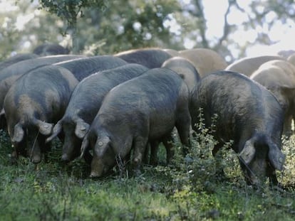 Piara de cerdos en una dehesa de Huelva