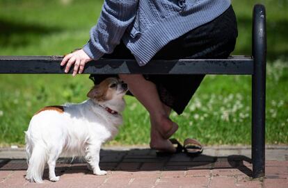 Um cão protege-se do sol debaixo de um banco em Nizhny Novgorod (Rússia).