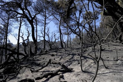 Estado en el que quedó el bosque tras el incendio en las cercanías de Llagostera.