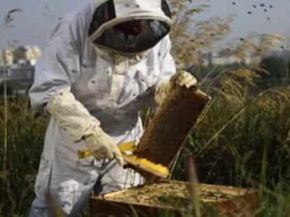 Abejas, escarabajos, ranas, peces diminutos o plantas como el maíz están en mayor peligro de extinción que ballenas, tigres o águilas