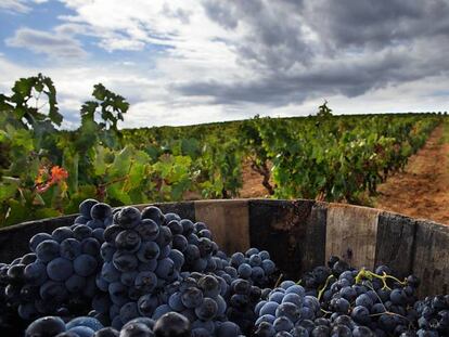 Vendimia en la Ruta del Vino de la Rioja Alta.