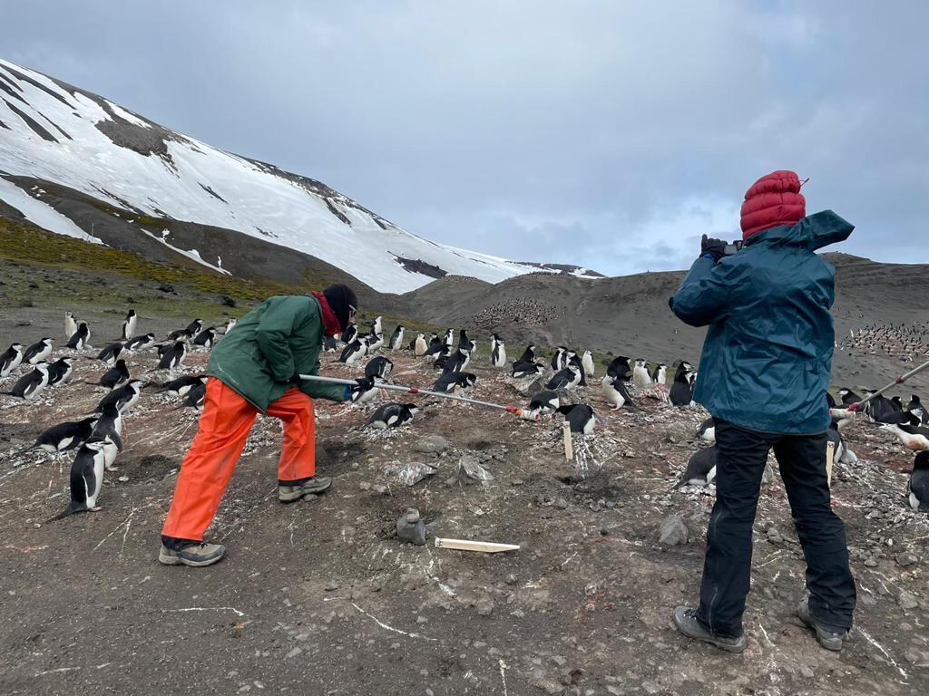 Momento de la recogida de datos de una colonia de pingüinos por parte del equipo del proyecto Perpantar en la Antártida.