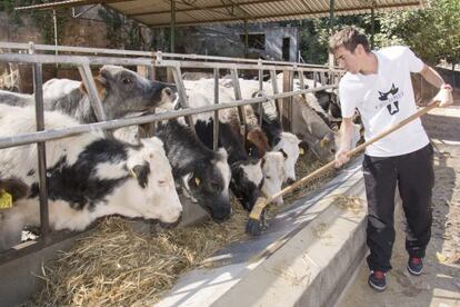 Un Pifarré alimentaba ayer a las vacas con paja que tenía en las cámaras.