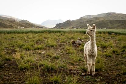 Una alpaca pastando en Puno (Perú), a más de 4.200 metros de altura. Este es uno de los animales exóticos que se pueden adquirir en Holanda.