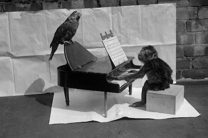 Un mono tocando un piano y un periquito cantando: quien ideó esta escena tenía una mente muy perversa.