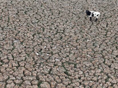 Una vaca se ve en un terreno que solía estar lleno de agua, en la Laguna Aculeo en Paine, Chile 9 de enero de 2019.