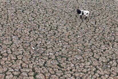 Una vaca se ve en un terreno que solía estar lleno de agua, en la Laguna Aculeo en Paine, Chile 9 de enero de 2019.