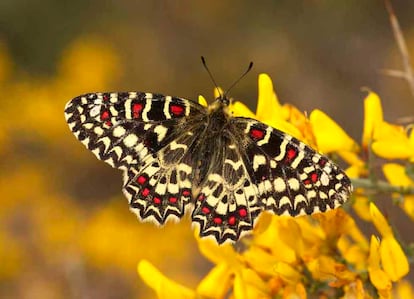 Las mariposas son pequeñas joyas: por su belleza y también por su interesante biología. En la foto, una <i>Zerynthia rumina</i>, típica de zonas áridas durante la primavera.