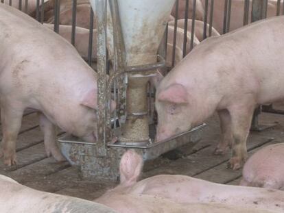 Imagen de la piara de cerdos ecol&oacute;gicos de Morelos.