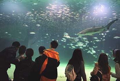 En los 6,5 millones de litros de agua del Tanque del Océano Atlántico, en el L&#39;Oceanogràfic, nadan una treintena de tiburones de gran tamaño. En la imagen, uno de los seis tiburones toro junto a jureles y otras especies.