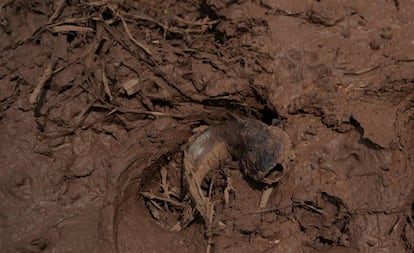 Peixe morto na lama dois dias depois do colapso da barragem.