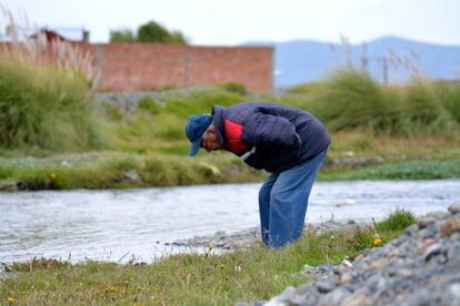 El doctor René Angles es el mayor especialista de Bolivia en fasciolasis. En un río del municipio de Batallas, en el Altiplano boliviano, busca los caracoles que sirven al gusano como hospedador intermedio.