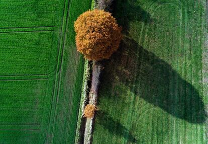 Vista aérea de un campo en Vinnum (Alemania), en la que se pueden apreciar algunos árboles con los colores otoñales, el 13 de noviembre de 2018.