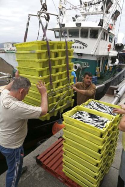 Descarga de anchoa en el puerto de Hondarribia.