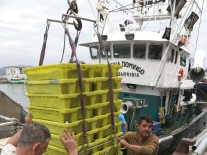 Descarga de anchoa en el puerto de Hondarribia.