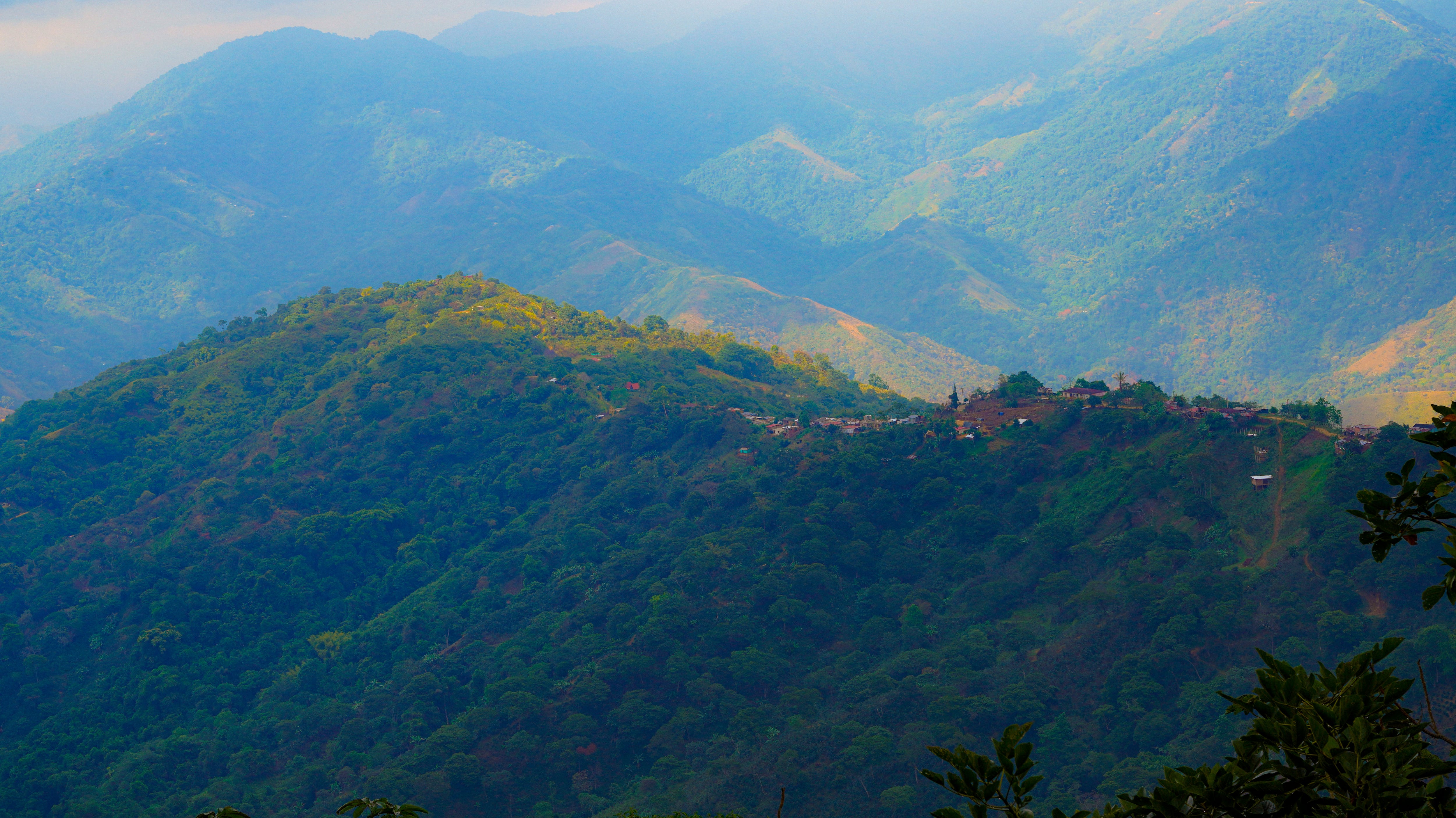 Los cafeteros de la Sierra Nevada de Santa Marta impulsan la restauración de los bosques destruidos por los cultivos de marihuana