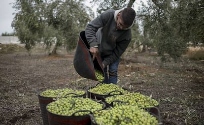 A worker collects olives in Seville.