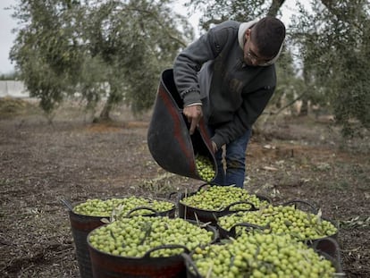 A worker collects olives in Seville.