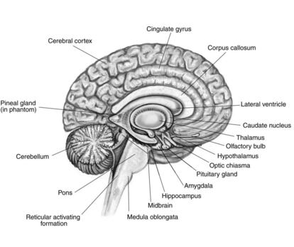 Un mapa del cerebro, uno de los retos futuros de la cartografía.