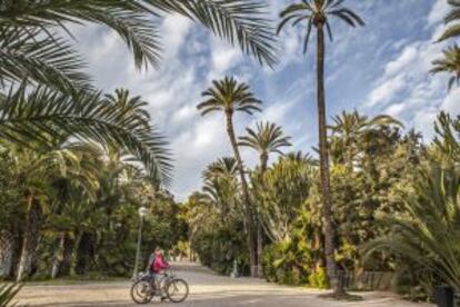 Palmeras en el parque de Elche.