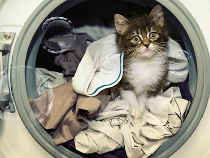 Librarse de los pelos de mascotas como gatos y perros en la ropa suele ser uno de los mayores quebraderos de cabeza de sus dueños.