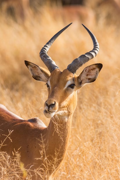 El parque nacional Kruger es una de las reservas naturales más impresionantes de África.