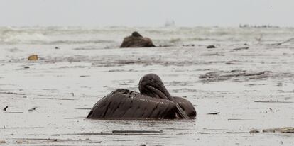 Un par de pelícanos, en las aguas del Golfo de México