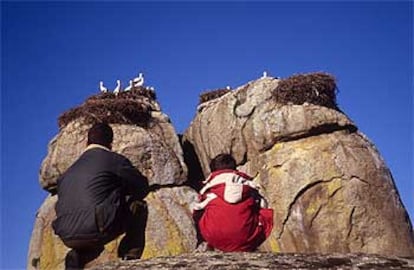 El guía Javi Fajardo muestra a un niño los nidos de cigüeñas en las Peñas del Tesoro, en el paraje de Los Barruecos, en Malpartida de Cáceres (Cáceres).