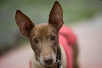 Lindor ahora, tras el tratamiento y las operaciones recibidas en Galgos del sur.
