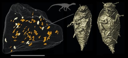 Entre los centenares de bromalitos, destacan estos regurgitalitos de un 'silesaurus' en los que descubrieron escarabajos enteros.