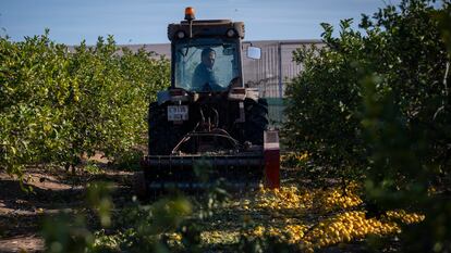 El agricultor murciano José Ángel Morales tritura limones que no puede vender en su finca de San Javier (Murcia), el pasado martes.