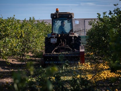 El agricultor murciano José Ángel Morales tritura limones que no puede vender en su finca de San Javier (Murcia), el pasado martes.