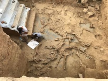 En el templo de Turuñuelo, en Badajoz, se ofrendaron los cuerpos de 19 animales, aunque los motivos y propósitos se desconocen