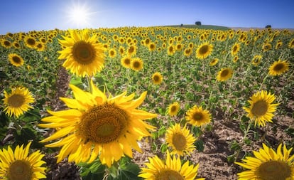 En agosto, los campos de Segovia se cubren de girasoles.