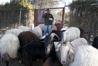 Vicente Menchén, de 71 años, vive en una finca de Aranjuez acompañado de más de 400 animales a los que cuida y alimenta de forma voluntaria. En la imagen aparece en su finca, alimentando a cabras ovejas y otras especies.