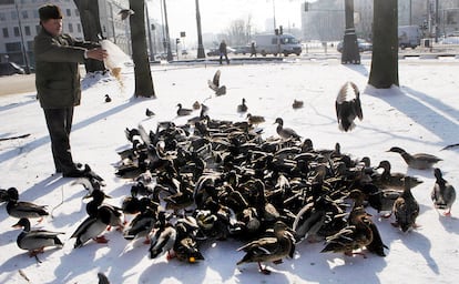 Un hombre alimenta a los patos silvestres y las palomas en una calle de Varsovia.