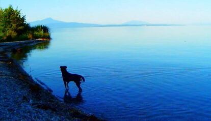 Fotograma de 'Adiós al lenguaje' de Jean-Luc Godard.