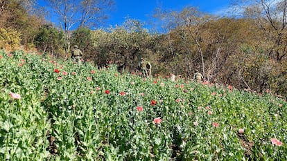 Se estima que a partir de esta cantidad de flores se podían producir más de 100 kilogramos de pasta de opio, materia prima de la heroína. En la imagen, personal de la Sedena camina entre las flores del plantío.