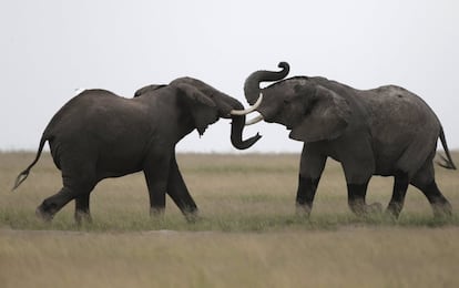 Elephants play in Amboseli National park, Kenya, February 10, 2016. REUTERS/Goran Tomasevic