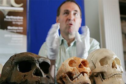 Molde de un cráneo de <i>Homo floresiensis.</i> A la izquierda, un cráneo de <i>Homo erectus</i>, y a la derecha, de <i>Homo sapiens</i>.