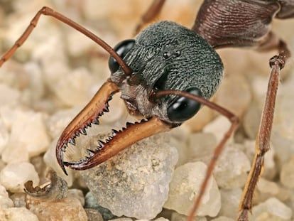 Las enormes mandíbulas de la hormiga bulldog australiana propinan dolorosos mordiscos.