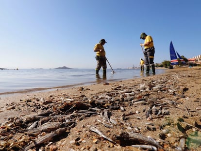 Varios operarios retiran los peces muertos aparecidos en las playas del mar Menor en agosto.