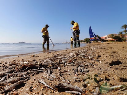 Varios operarios retiran peces muertos del Mar Menor el pasado agosto.